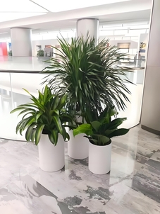 速戳！了解宁波奉化花木租赁价格详情